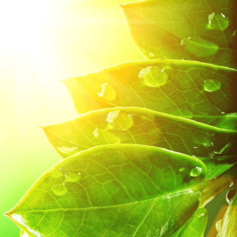 植物光合作用的啟發